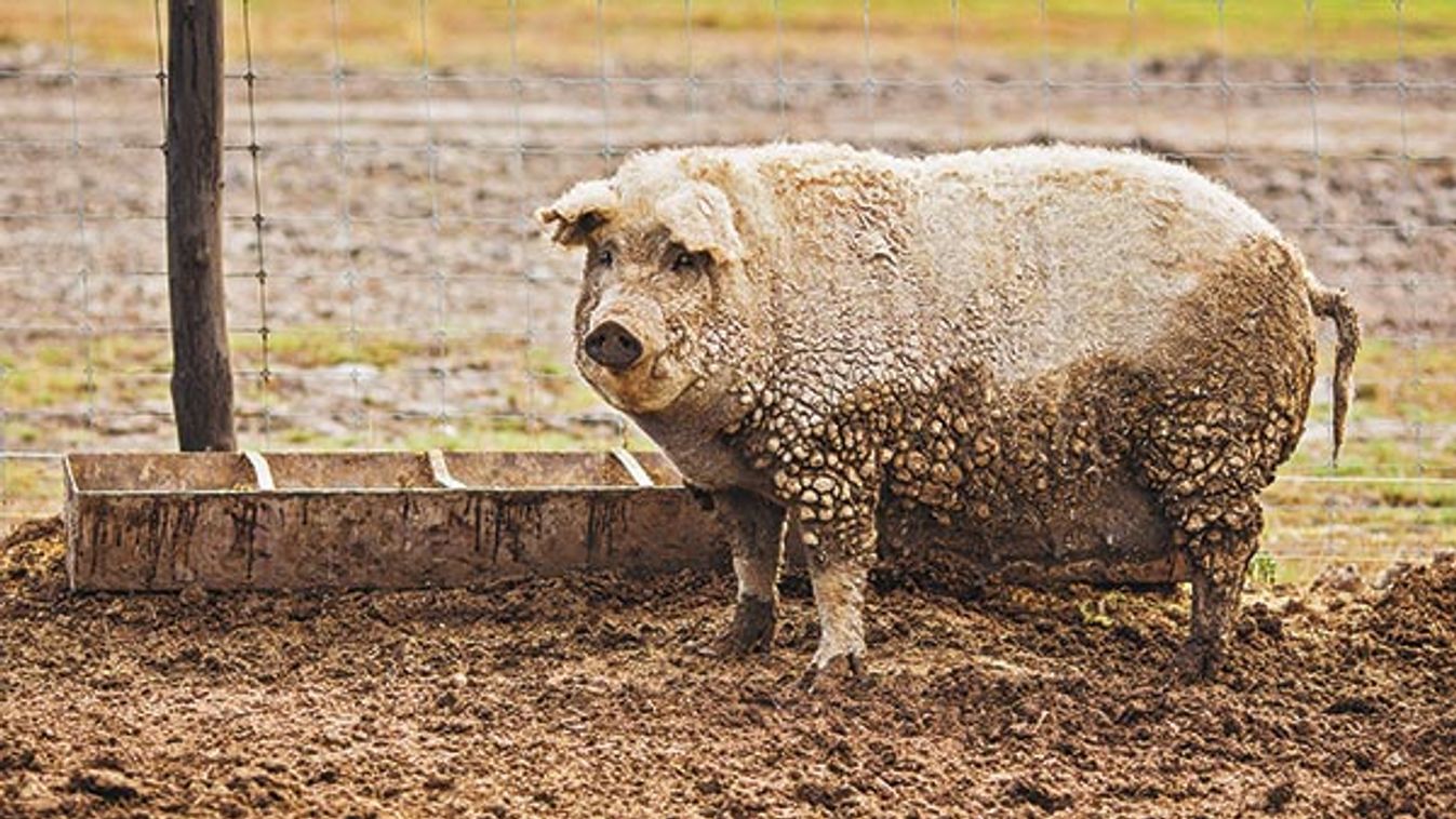 180-200 kilós mangalica a nyeremény! Jövedelmező kátyúk