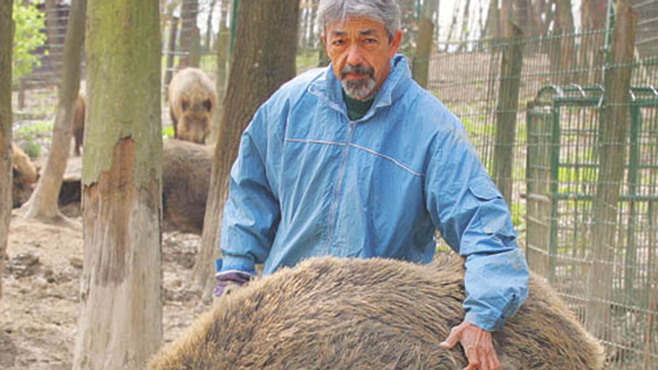 Dübörög a szőrös torpedó