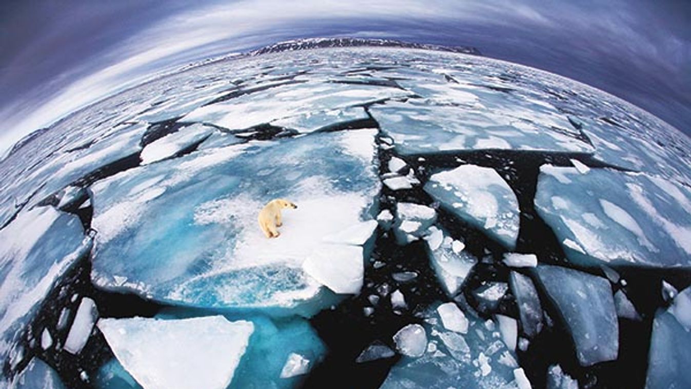 Polar bear population in danger from global warming