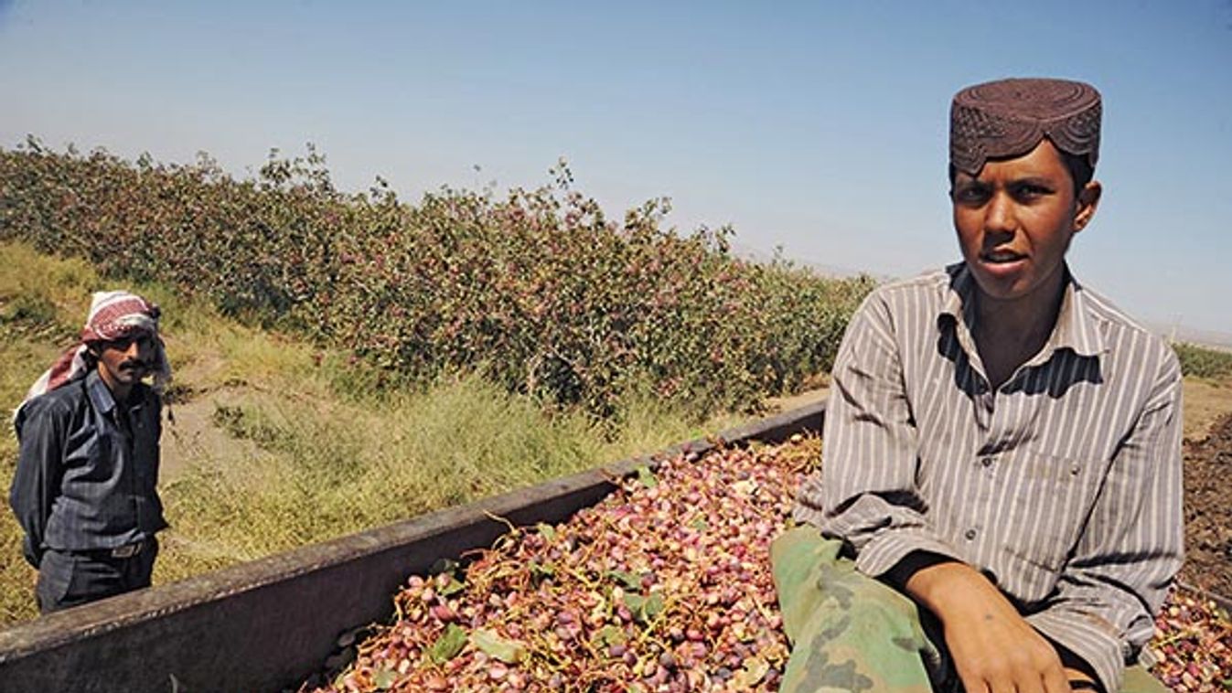 The Pistachio Harvest In Iran