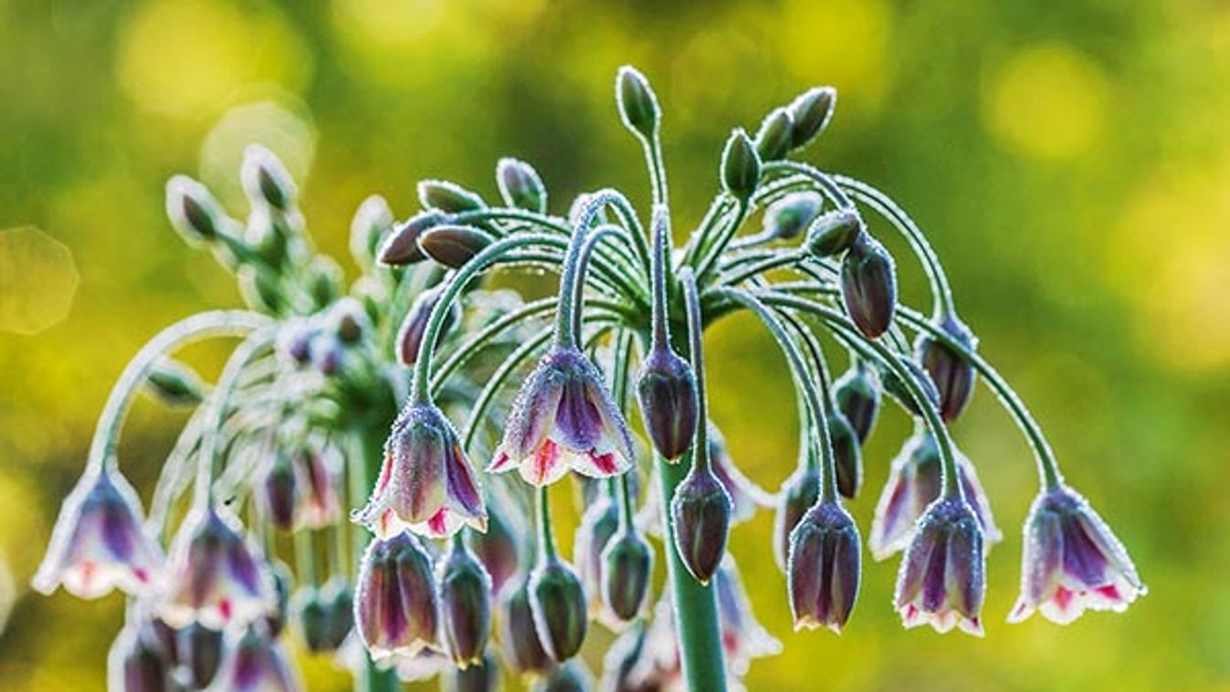 Nectaroscordum siculum