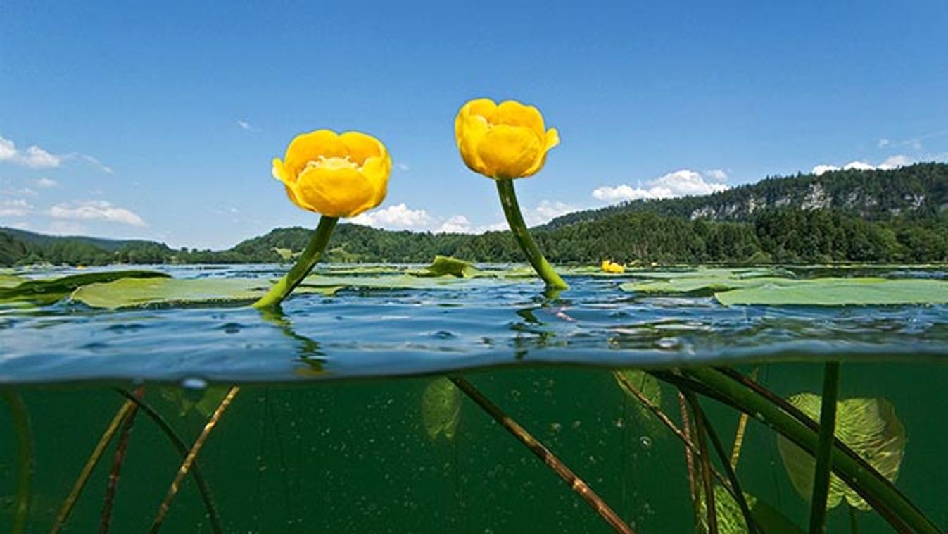 Flowering yellow water lilies (Nuphar lutea) in the lake of Ilay (France). Nénuphars jaunes en fleur