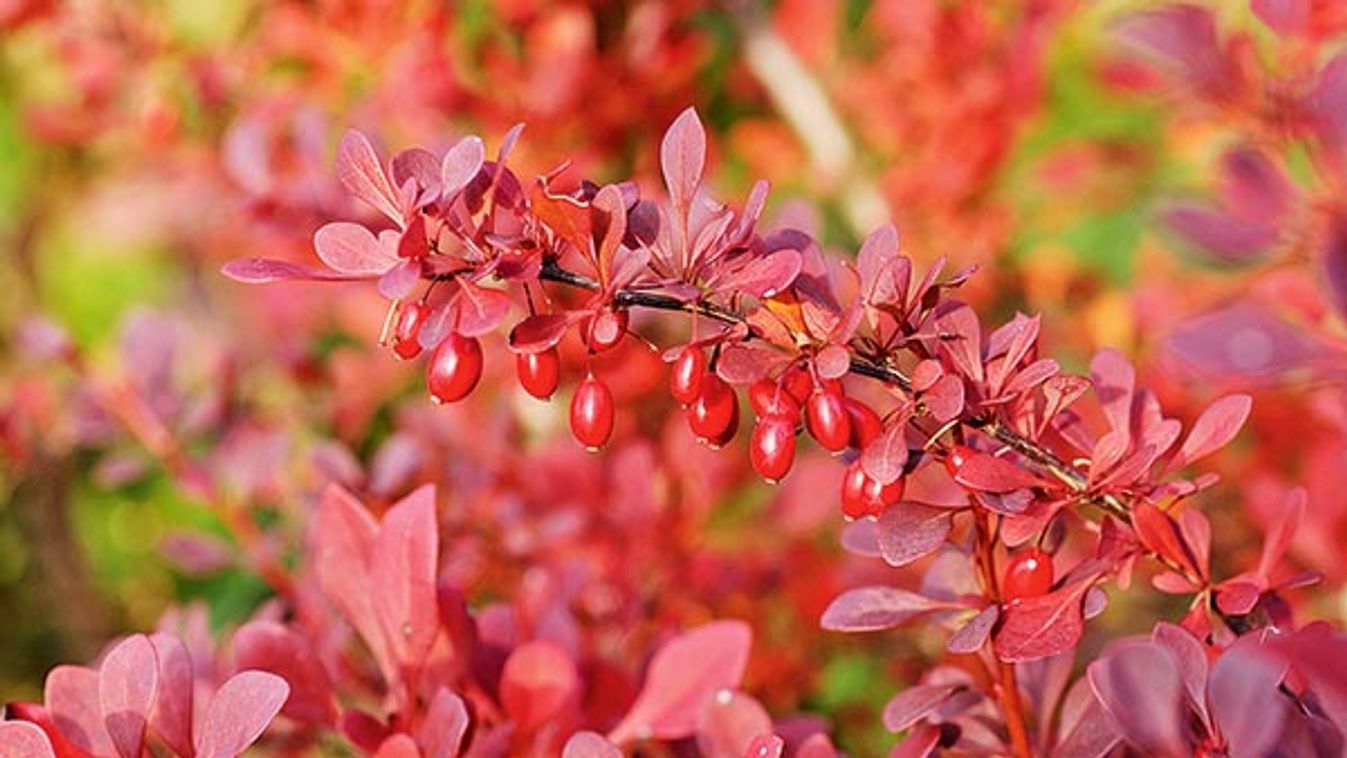 BERBERIS THUNBERGII 'ATROPURPUREA'