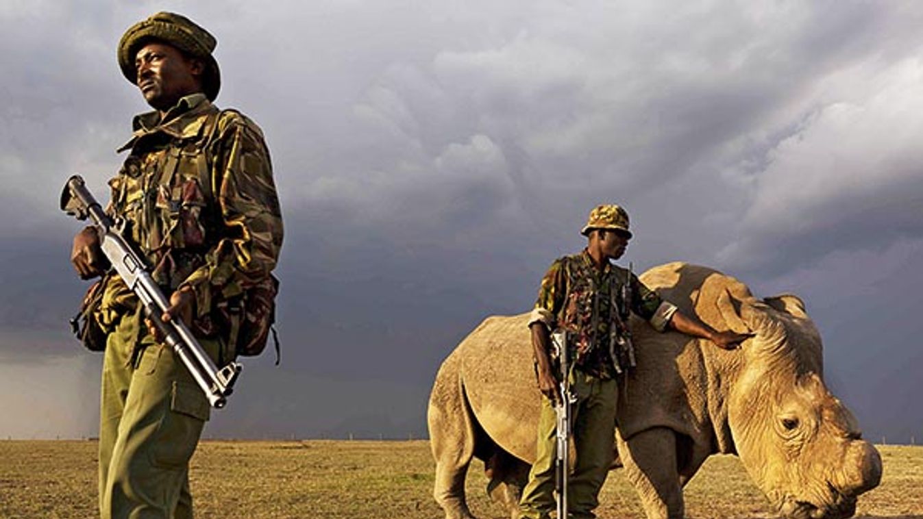 Rangers Protect The Last Remaining Male Northern White Rhino In The World