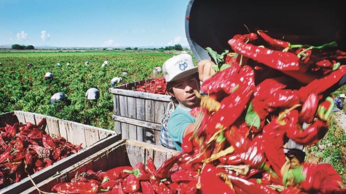 Harvesting Red Anaheim Peppers