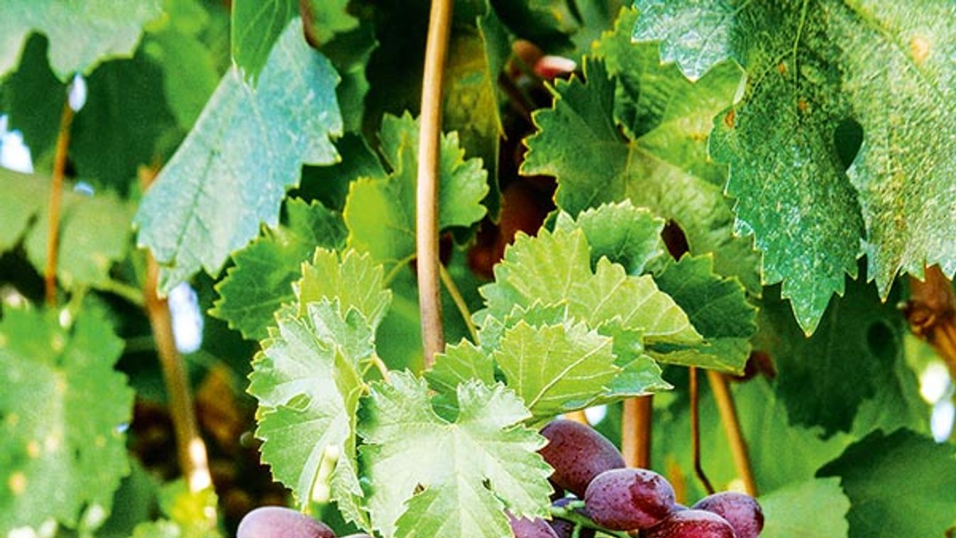 Agriculture - Mature, harvest ready Crimson Seedless table grapes on the vine / San Joaquin Valley,