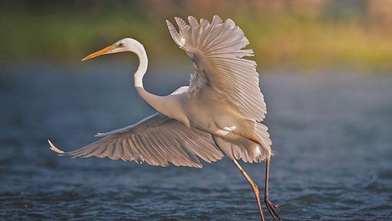 Great,White,Egret,(ardea,Alba)