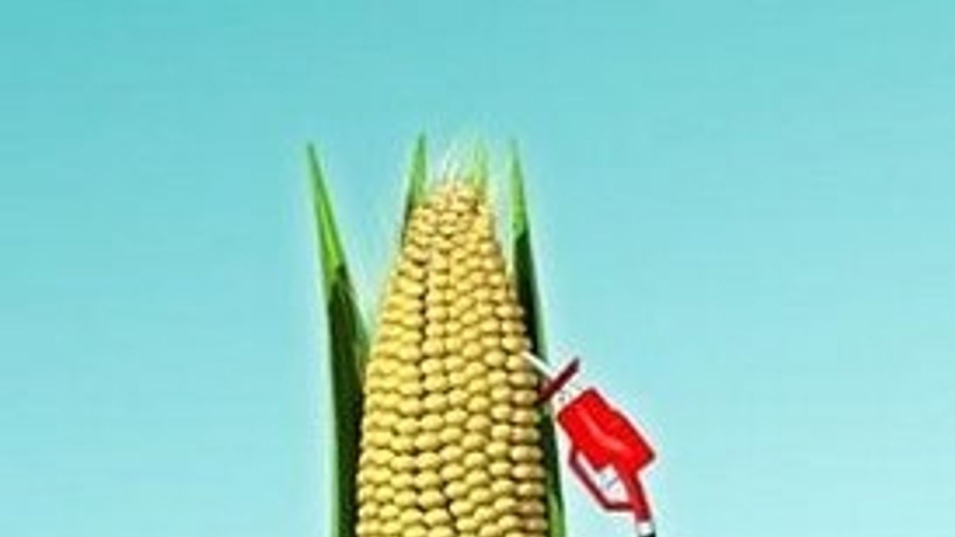 Nem lehet megállítani a bioüzemanyag termelést!