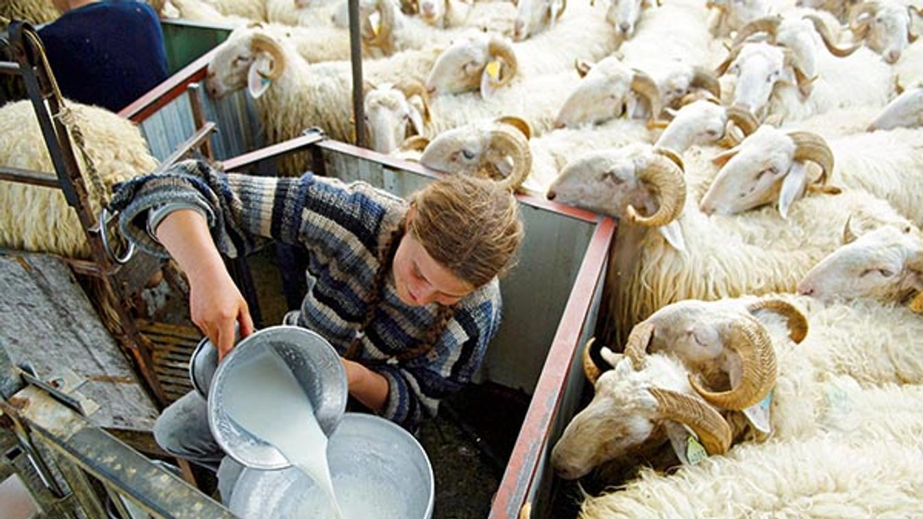 Goatherd pouring goat milk during evening milking