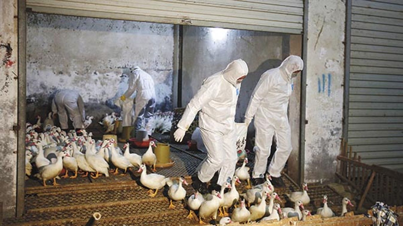 Health officials in protective suits transport sacks of poultry as part of preventive measures against the H7N9 bird flu at a poultry market in Zhuji