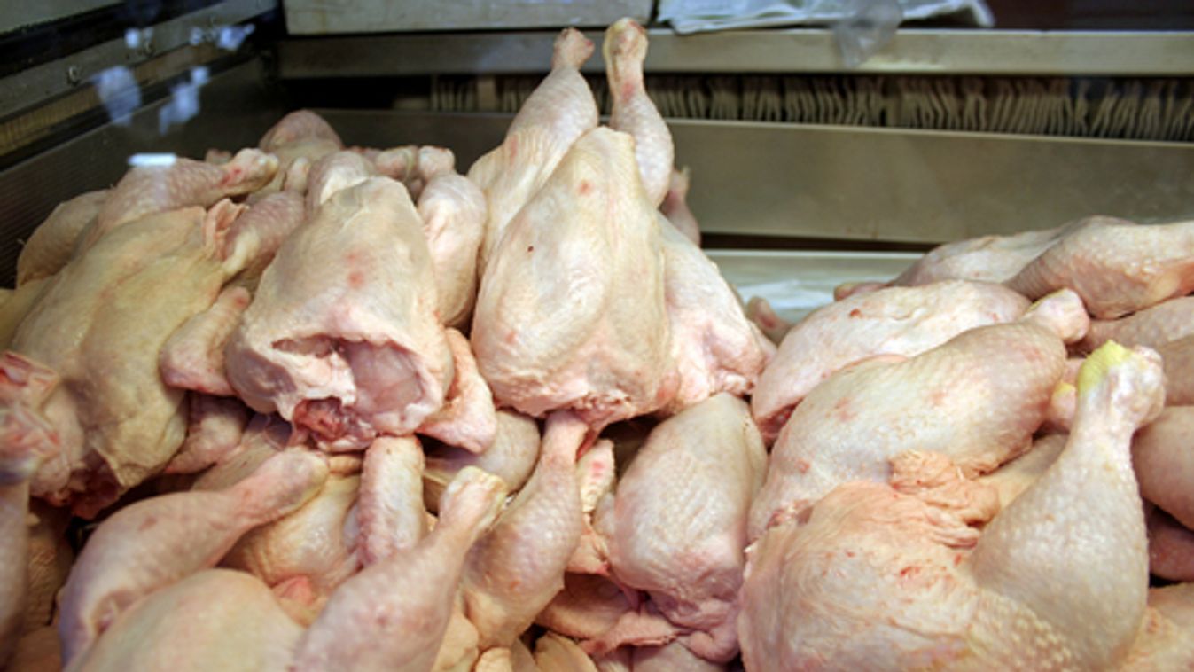 5 tonna „műsárga” csirkét koboztak el