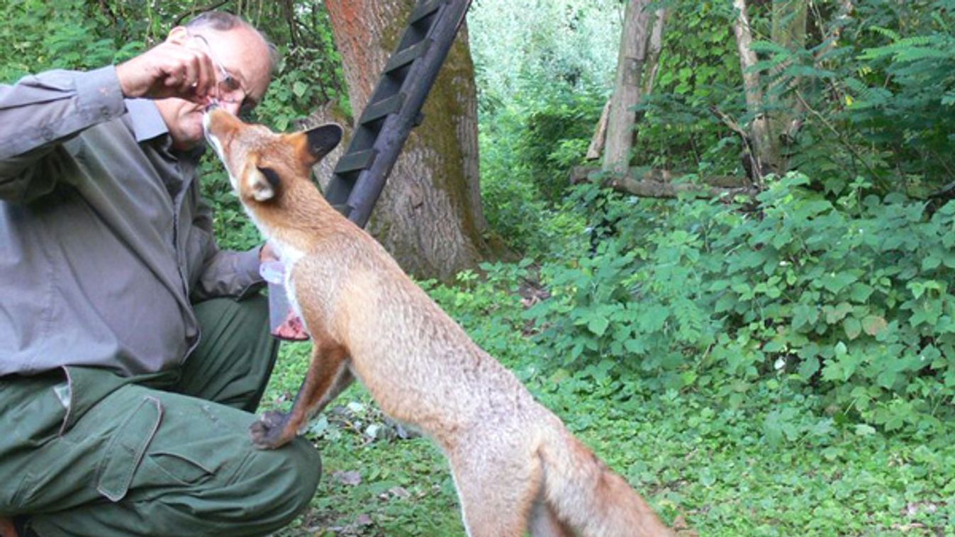 Cuki, a szelíd róka története