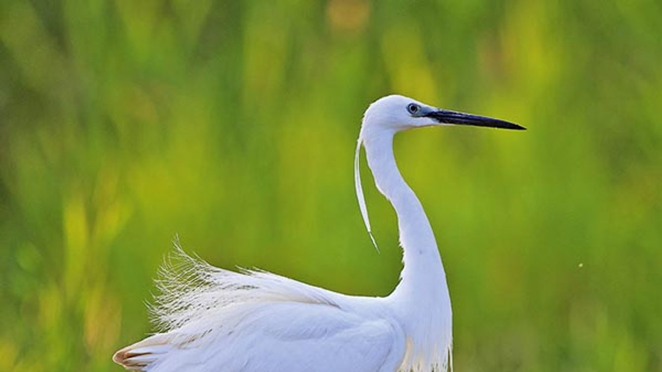 Little Egret on the lookout in water - Dombes France