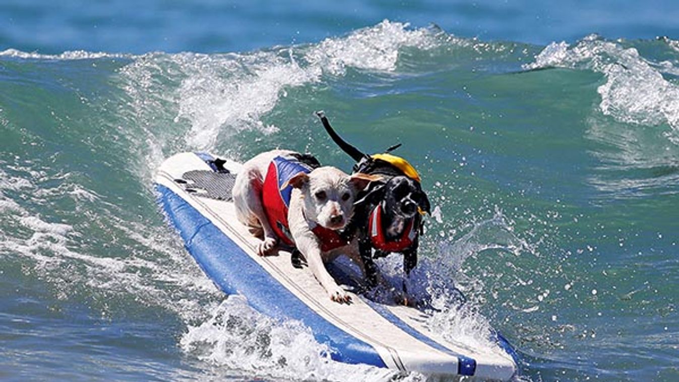 Two dogs surf during the Surf City Surf Dog Contest in Huntington Beach