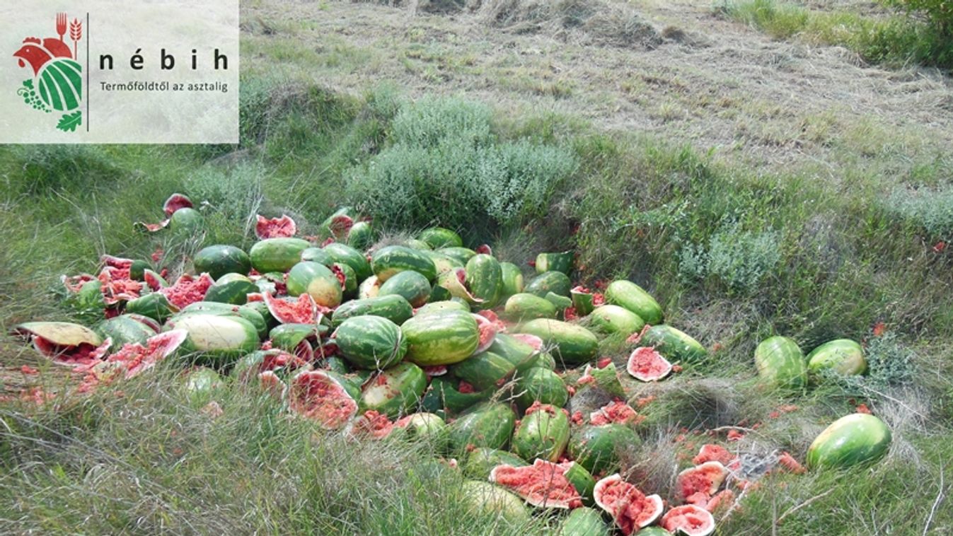 Vigyázni kell a dinnyékkel! - csaknem egy tonnát semmisítettek meg