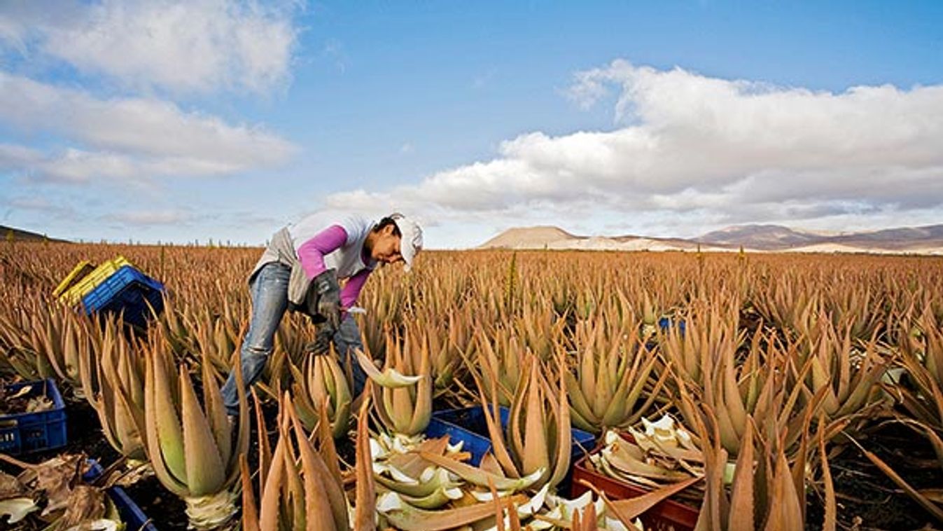 Worker on an aloe vera plantation, Valles de Ortega, Fuerteventura, Canary Islands, Spain, Europe