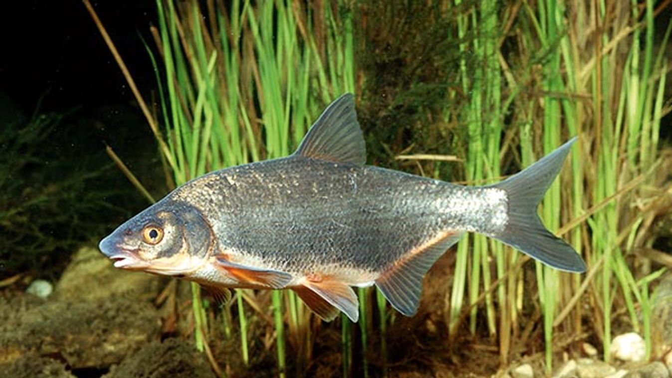 East European bream, zaehrte, Baltic vimba (Vimba vimba), in spawn colour, Slovenia