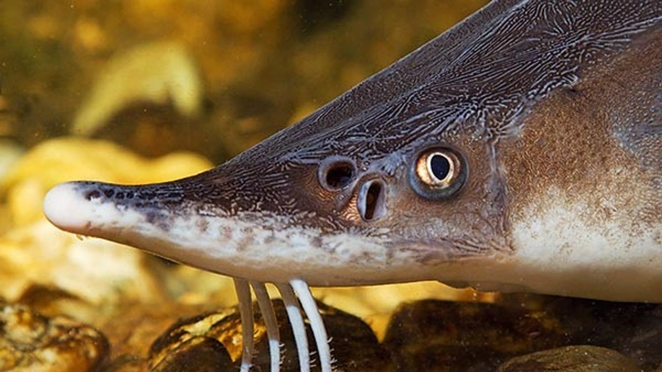 sterlet, Siberian sterlet (Acipenser ruthenus), portrait