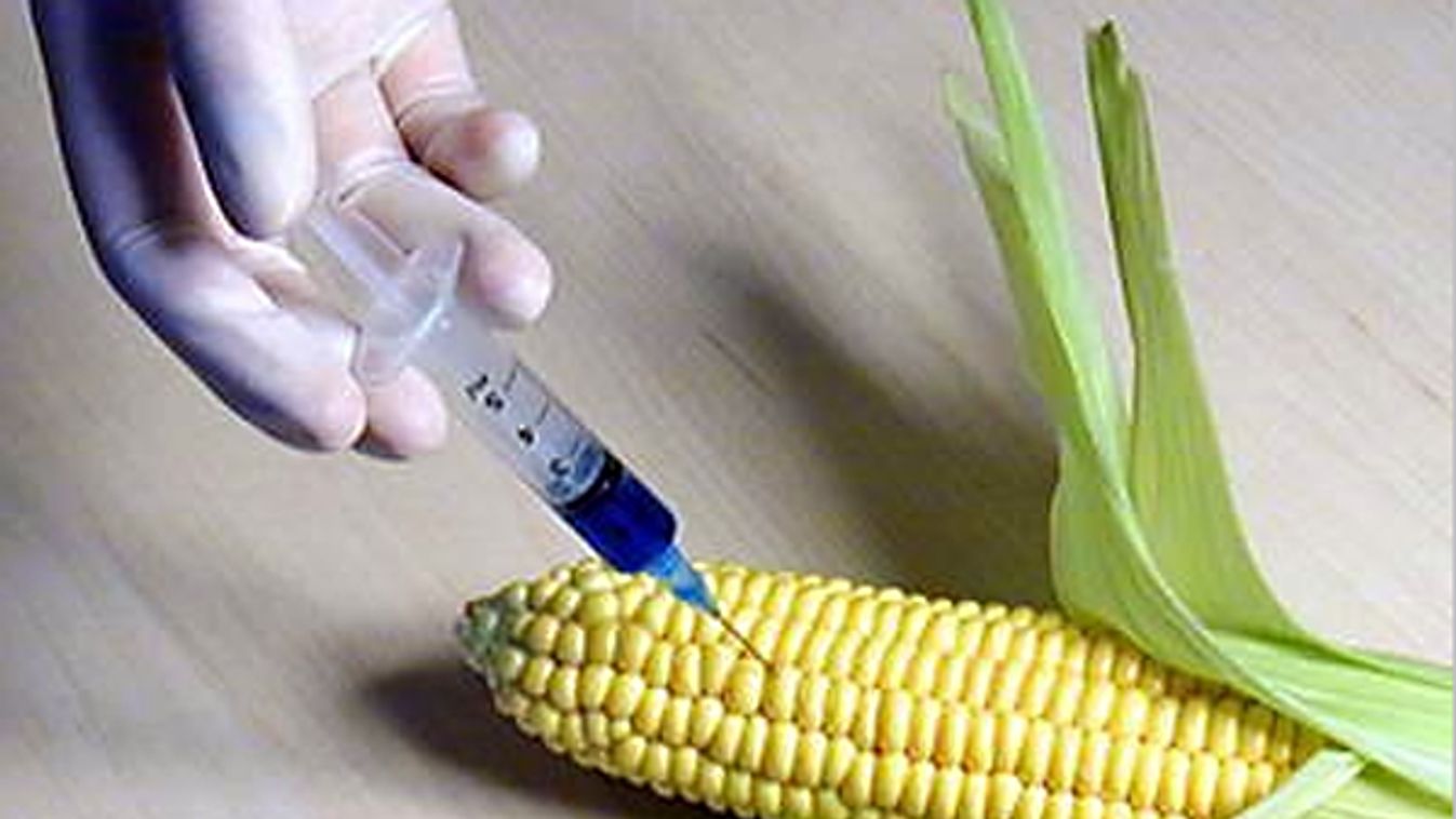 GMO-ügy: megszólalt a Vetőmag Szövetség