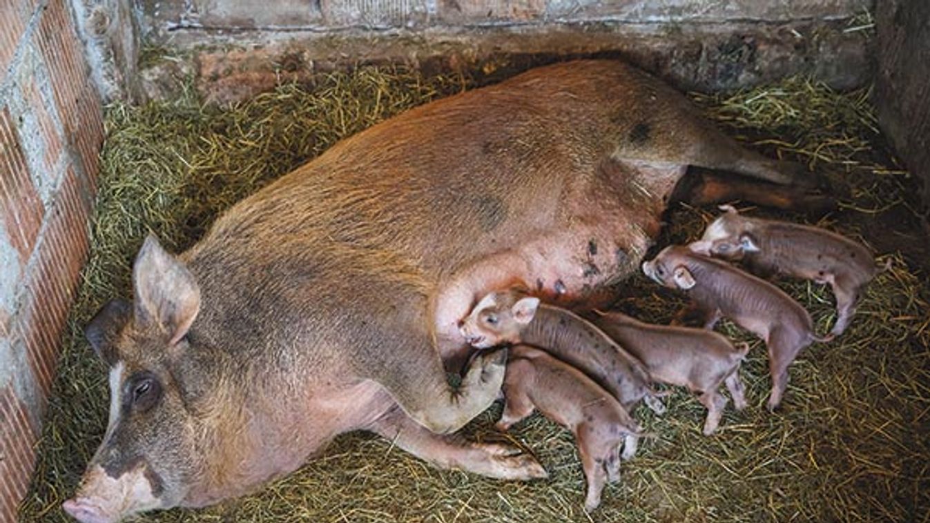 A Szabad Föld Kertje - Hússzüret ideje jön