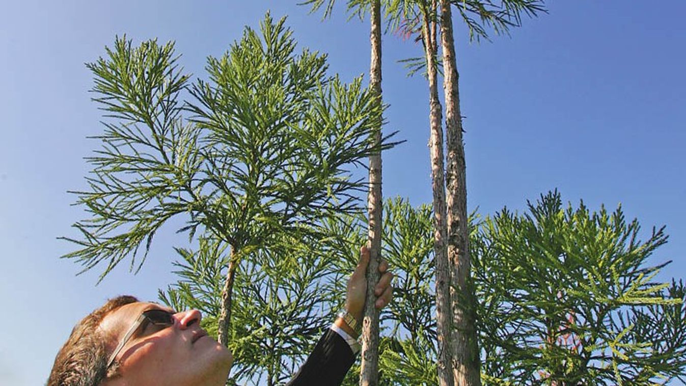 Két méteres bonsai?