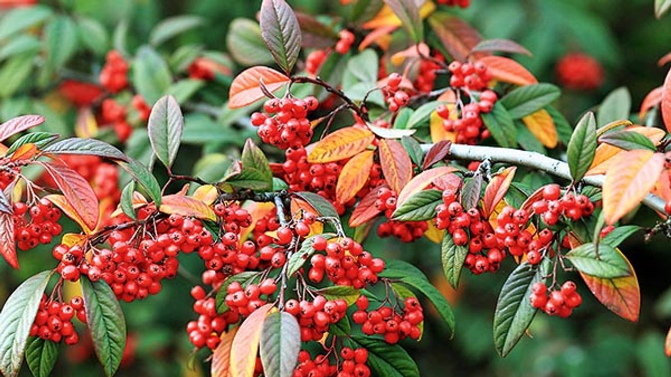 Willowleaf Cotoneaster (Cotoneaster salicifolius), fruiting