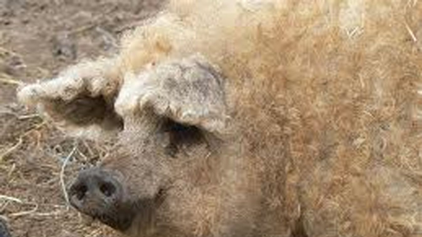 Nem lesz hamis mangalica