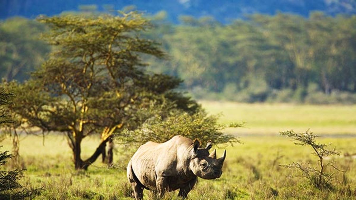 Black Rhinoceros Diceros bicornis Lake Nakuru National Park Kenya East Africa