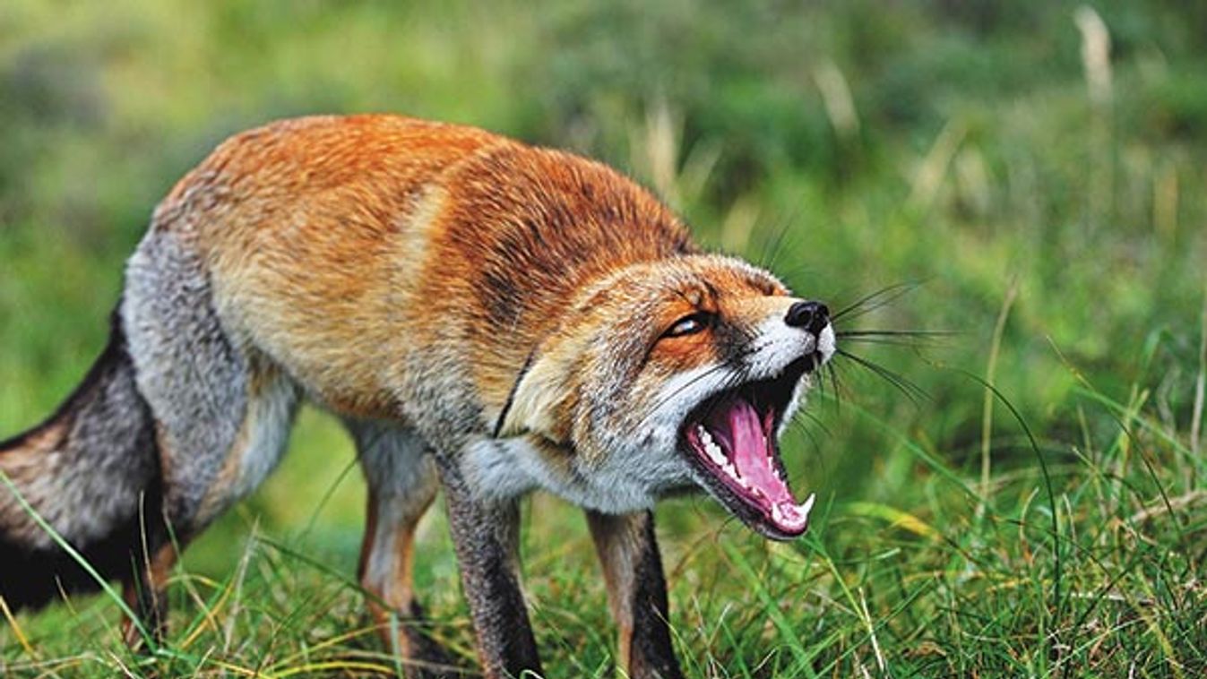 Scared and aggressive, subordinate Red fox (Vulpes vulpes) in defensive posture showing teeth and ke