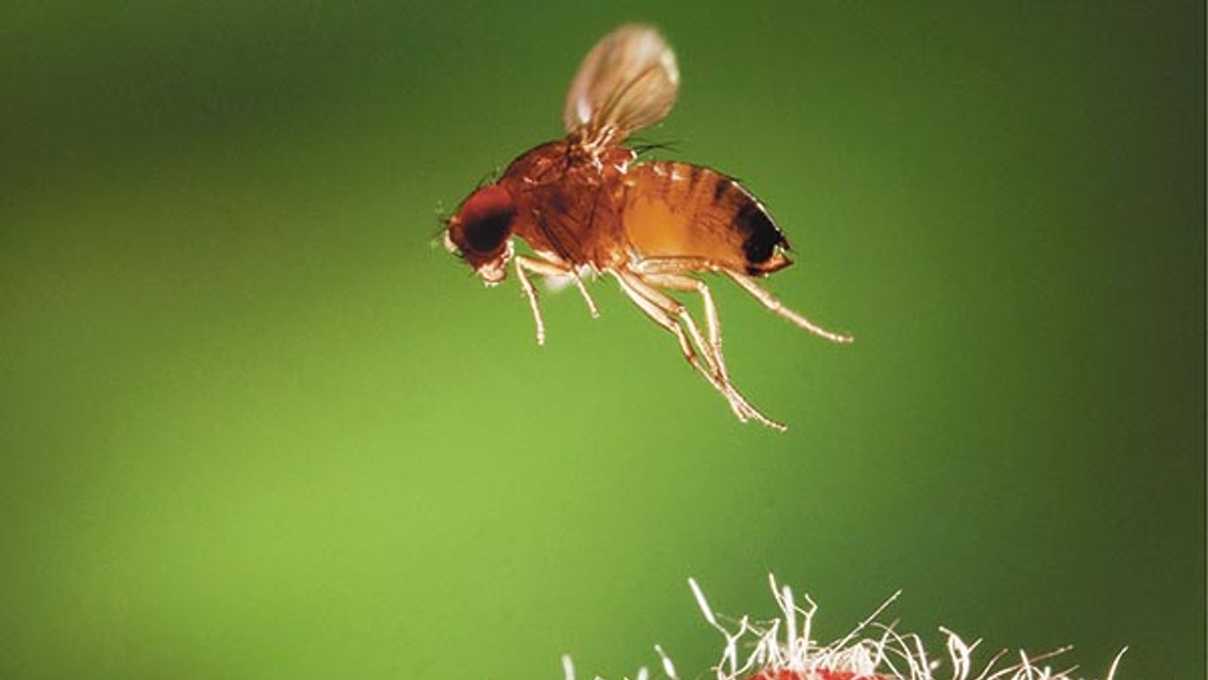 Spotted-wing Fruit Fly