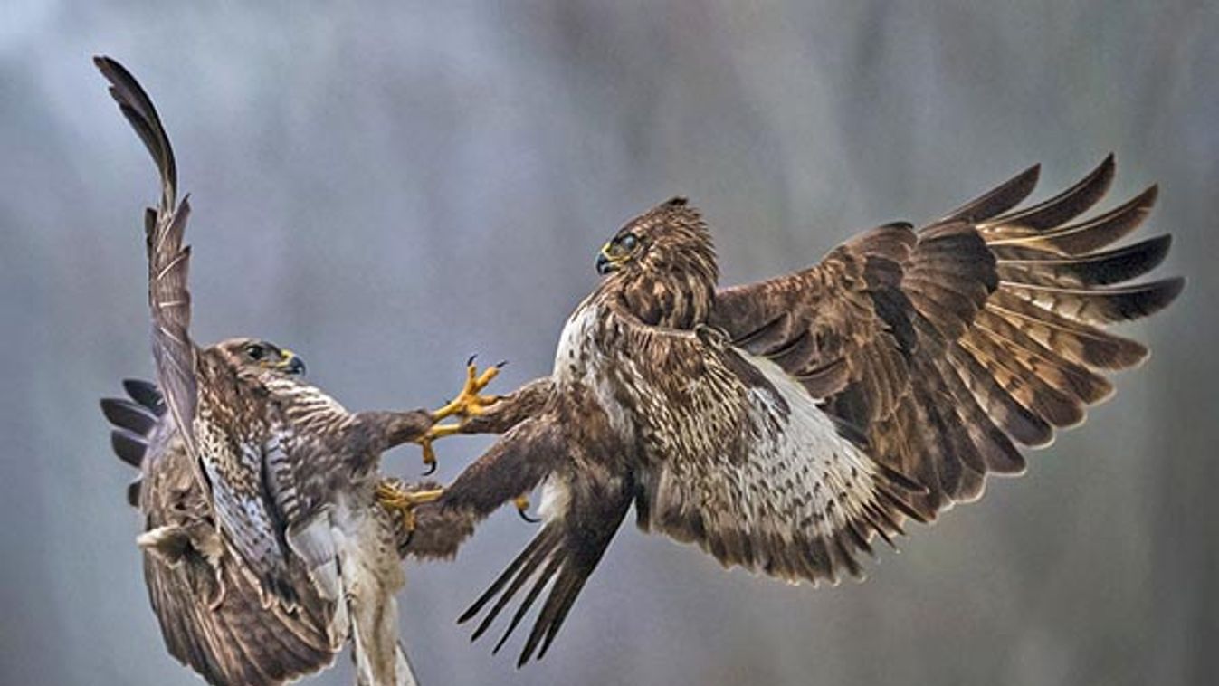 two buzzards fighting in the air, Valli di Argenta, Ferrara, Italy