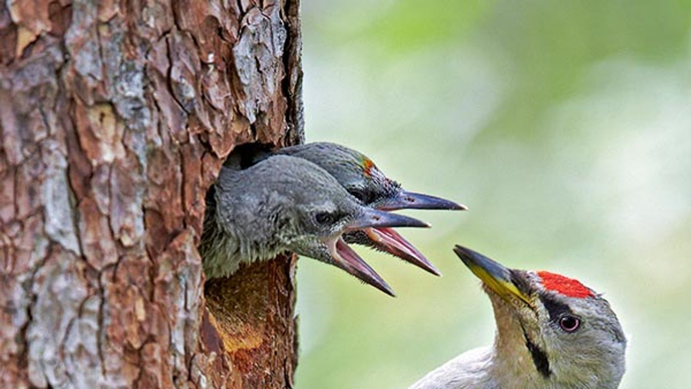 Female Grey-headed woodpecker and chicks at nest - Finland