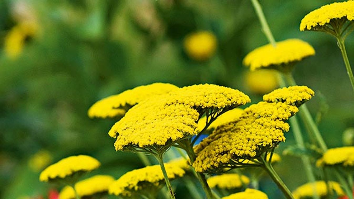 achillea with yellow flower head Achilleas are cheery border wildflower and rock garden plants with