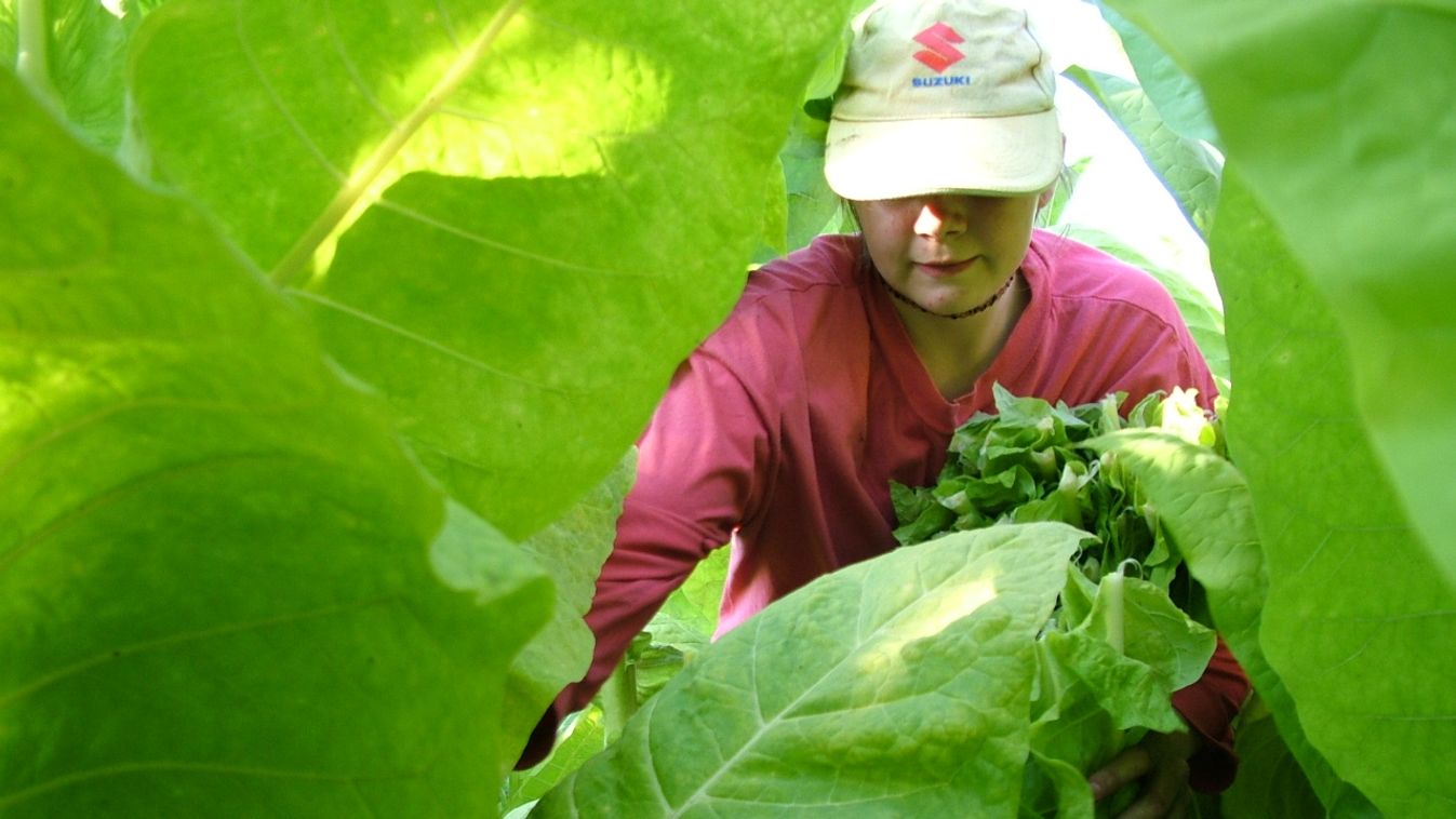 Jól, de rosszabbul áll az agrárium