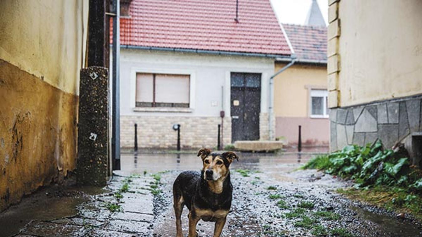 Bűnük, hogy megnőttek