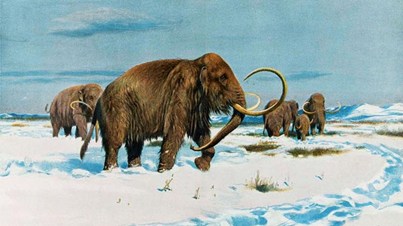 MAMMOTH HERD