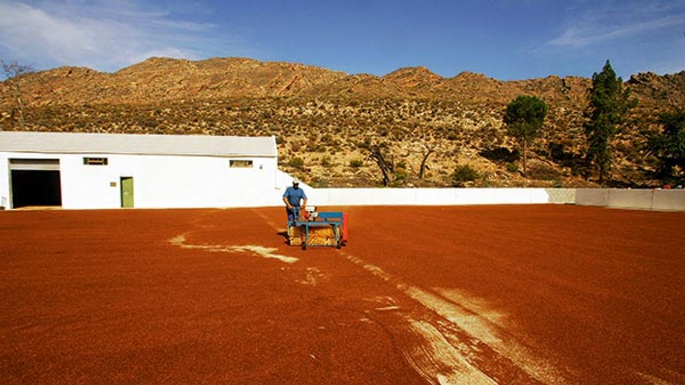 - PHOTO TAKEN 30MAR06 - A worker turns over drying leaves of Rooibos tea in the remote mountains of ..