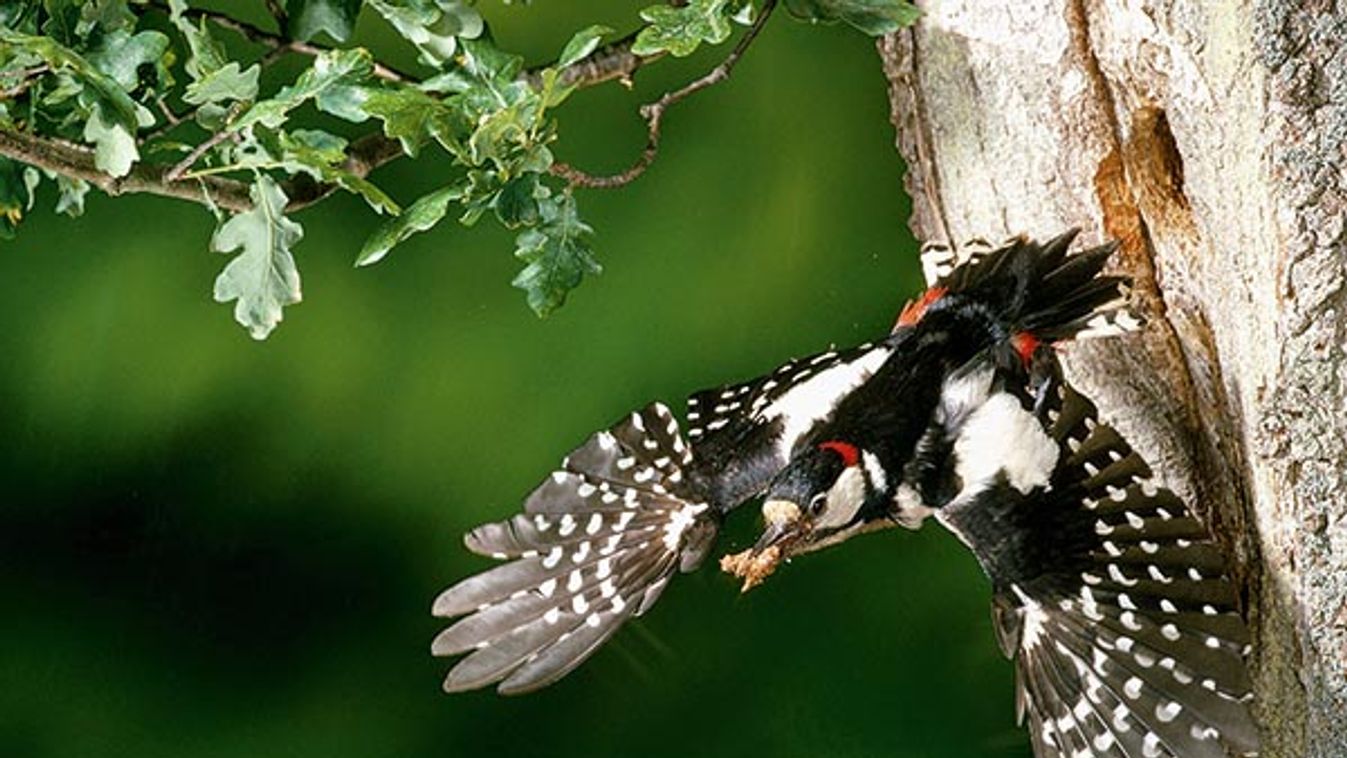 Great Spotted Woodpecker