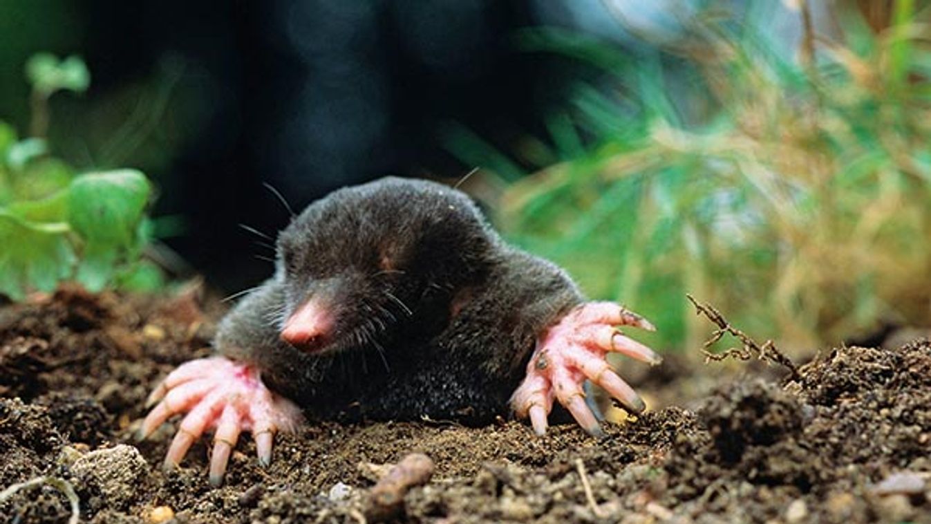 European Mole (Talpa europaea) emerging from molehill, Europe