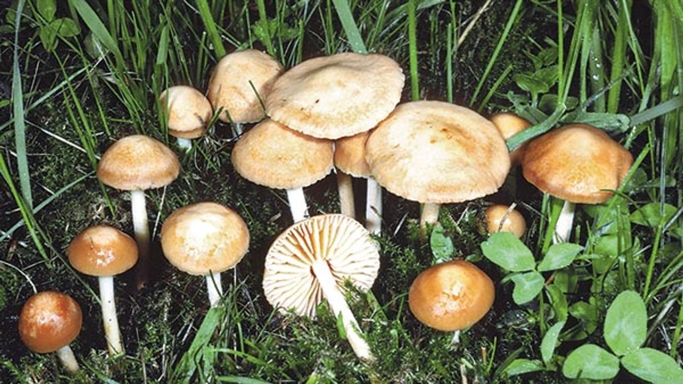 fairy ring champignon  (Marasmius oreades), group on meadow, Germany, Hesse, Cassel