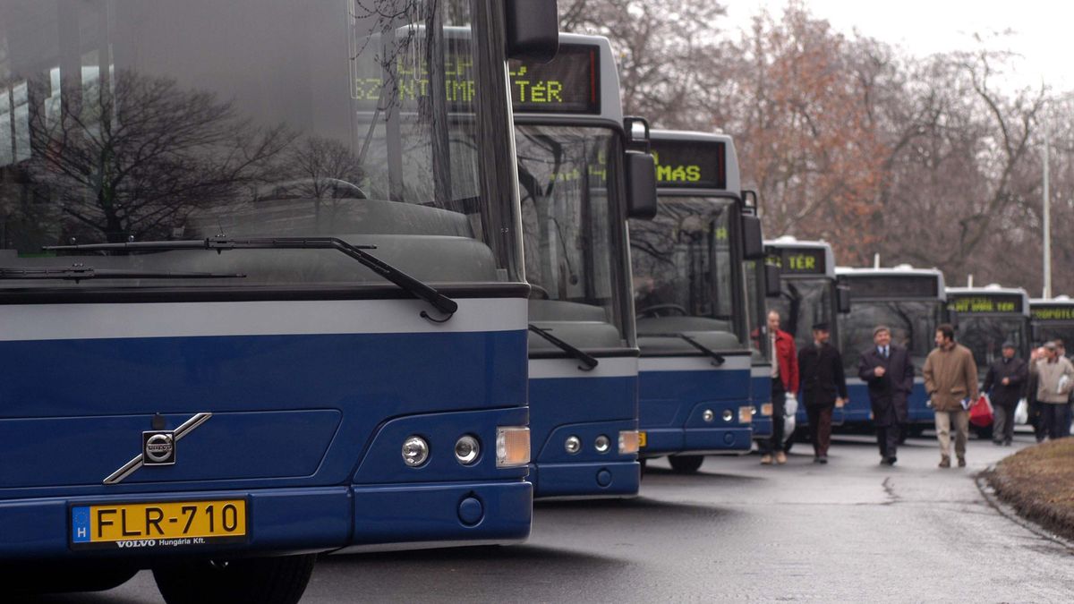 Gombát talált a Kutyapárt a 105-ös buszon