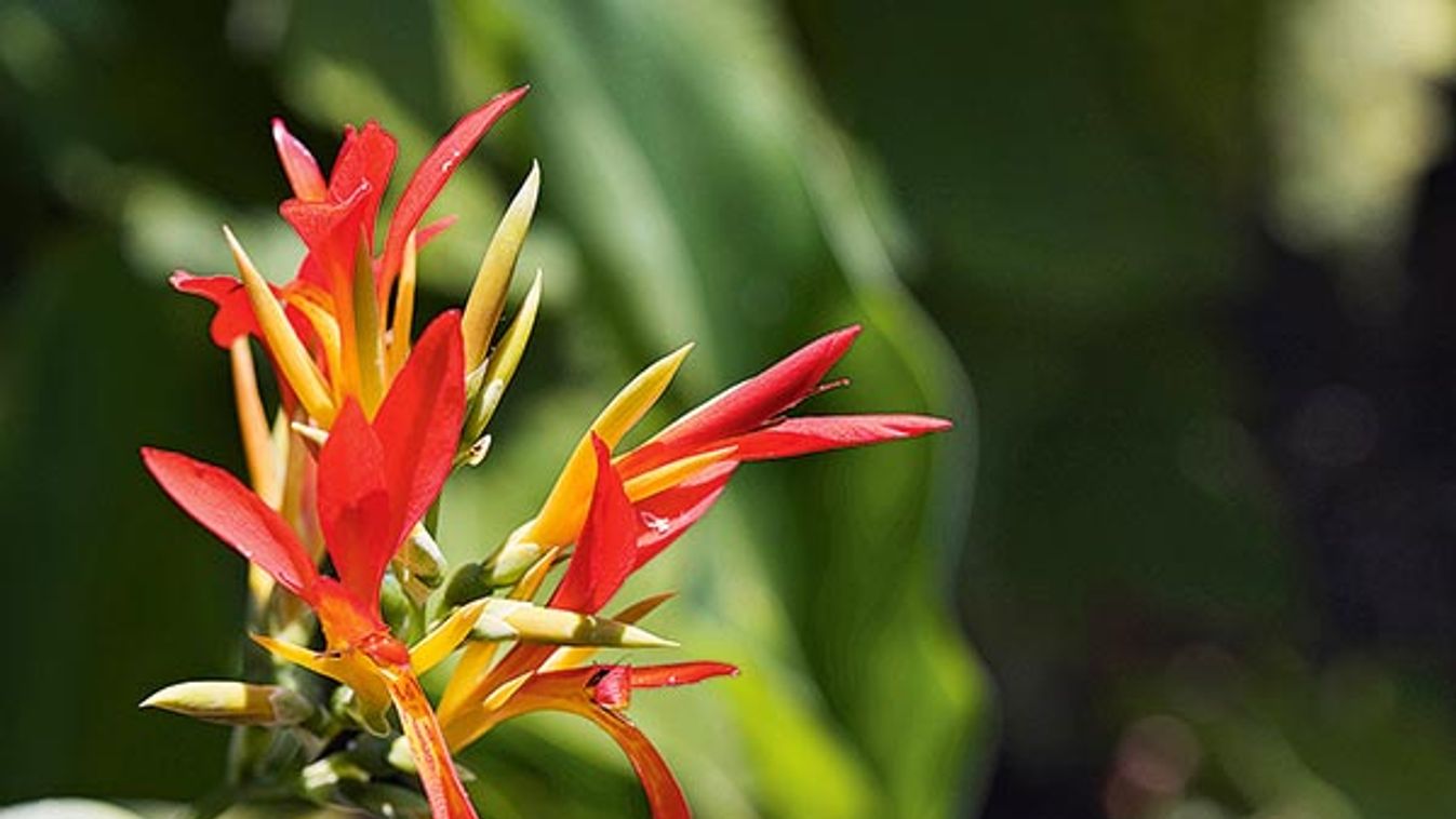 CANNA INDICA