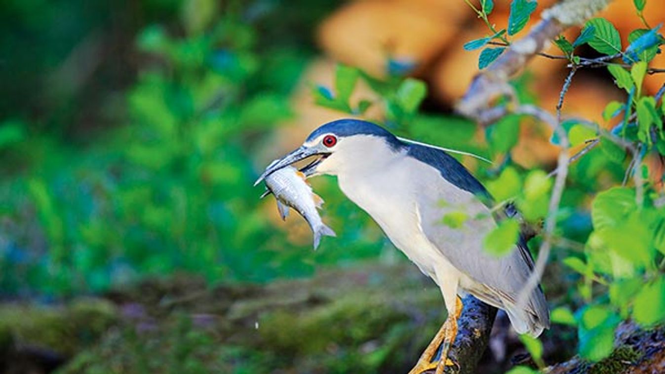 Black Crowned Night Heron fishing on bank - La Dombes France