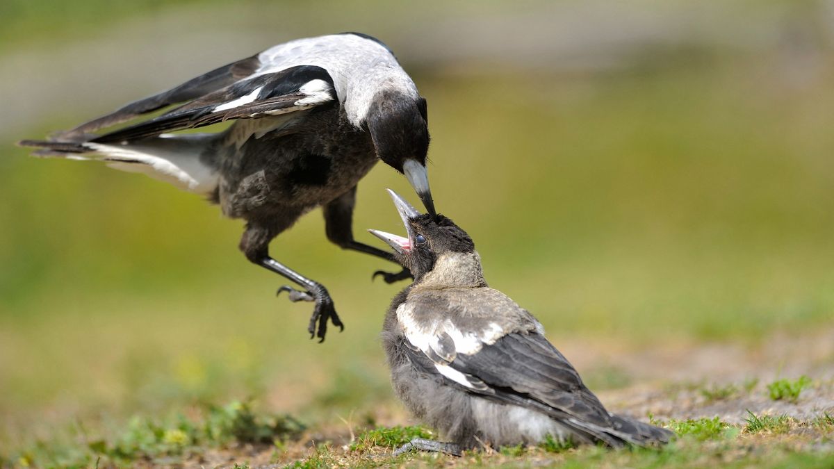 Horrorszarkákra figyelmeztet a BBC, vészjósló háborúra készülnek a madarak és emberek között