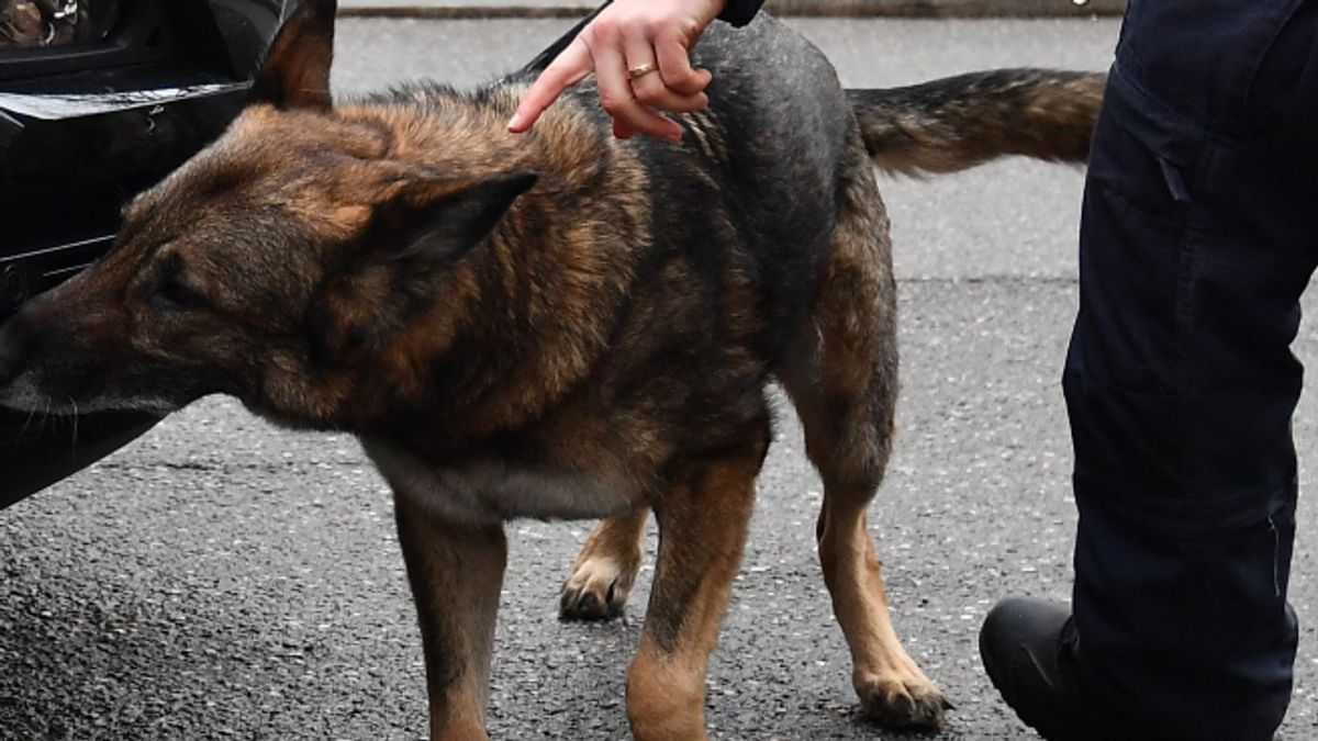 Egy Dakota nevű rendőrkutya kapta el a menekülő pomázi szatírt