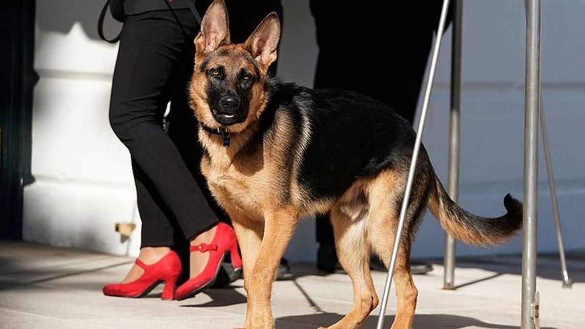 Most egy titkosügynököt harapott meg Biden kutyája