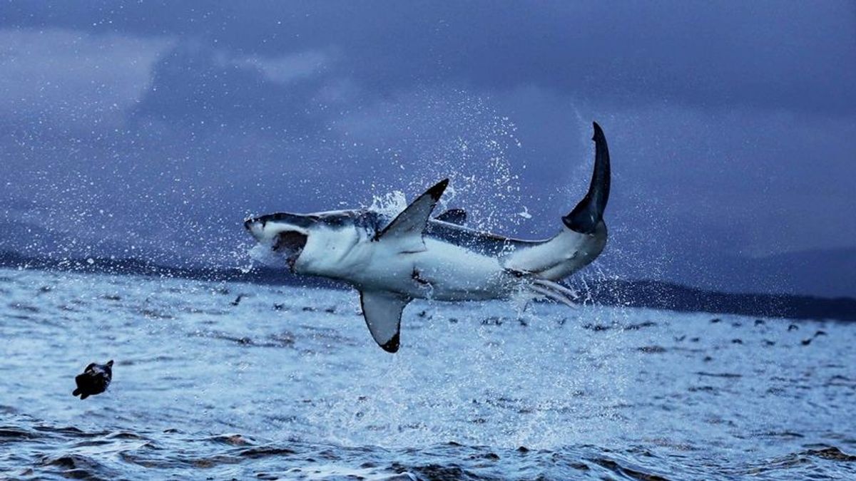 Kétszer is nekiúszott egy cápa az új-zélandi férfi kajakjának (VIDEÓ)