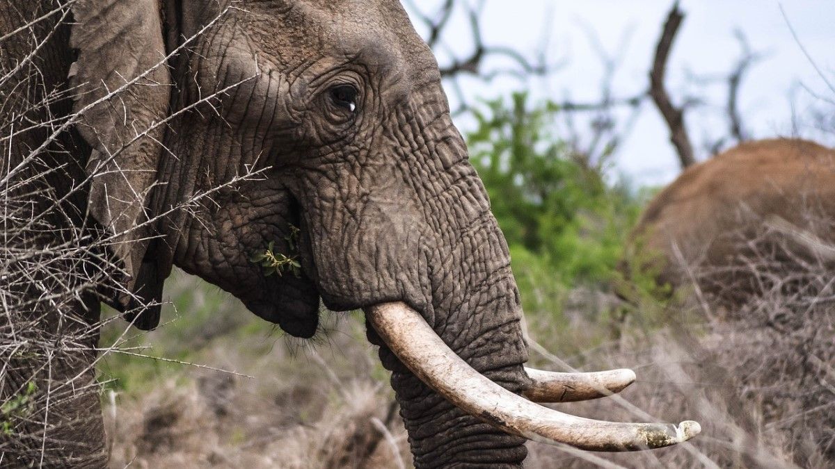 Itt a tudományos „fegyver” az állatok illegális vadászata és kereskedelme ellen