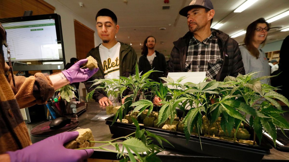 Illegális termékekkel bukott le Minnesota első kannabisz szabályozója, villámgyorsan távozott hivatalából