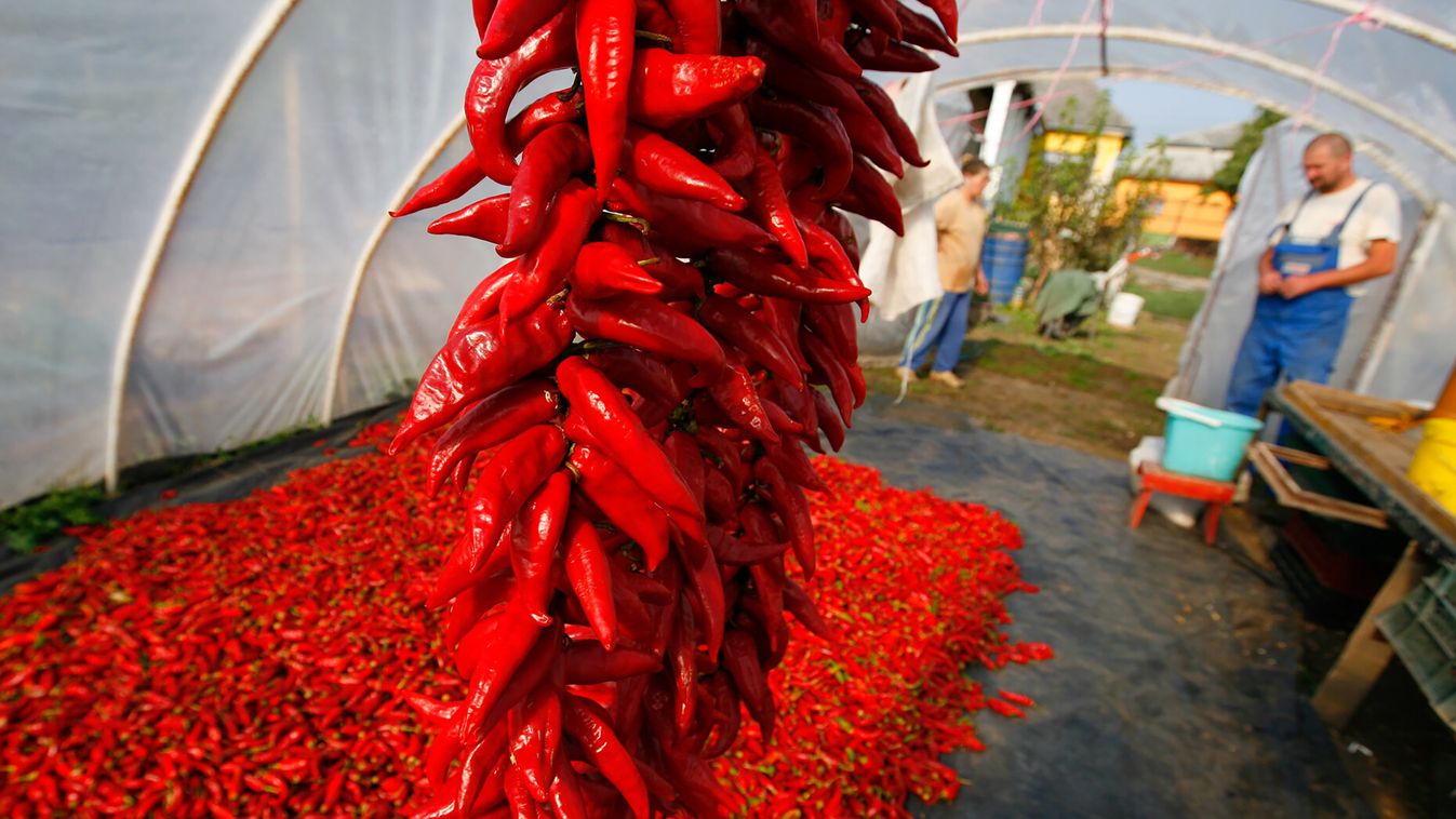 Döcög a magyar paprika